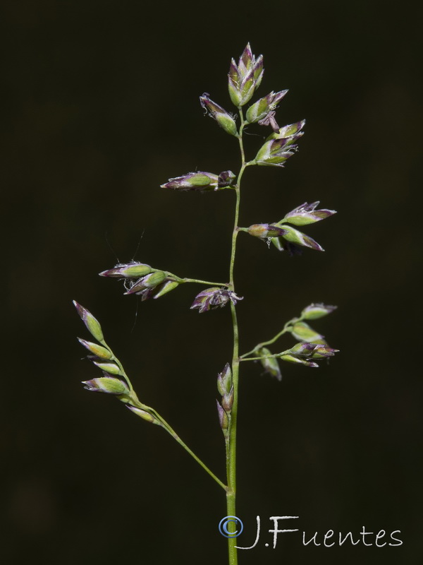Poa pratensis.08