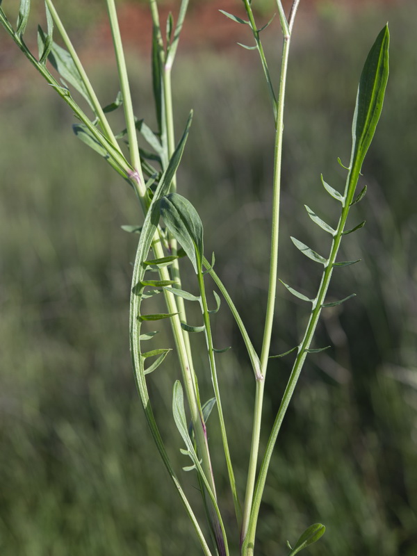 Podospermum laciniatum.01