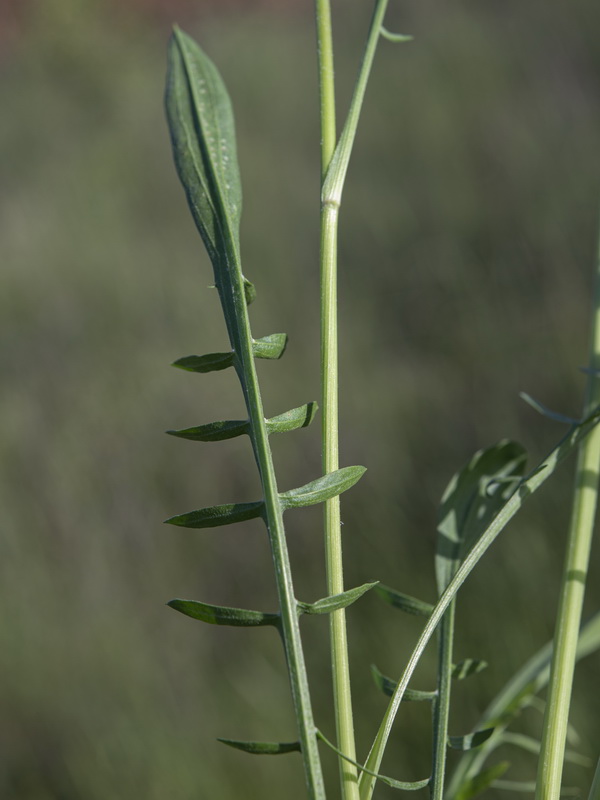 Podospermum laciniatum.21