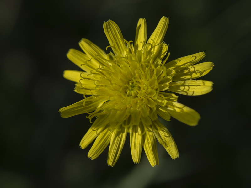 Podospermum laciniatum.22