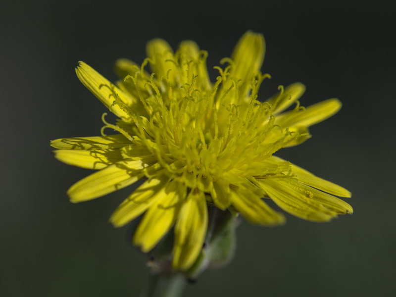 Podospermum laciniatum.24