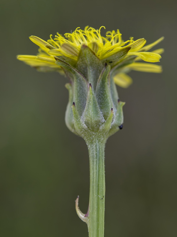 Podospermum laciniatum.03