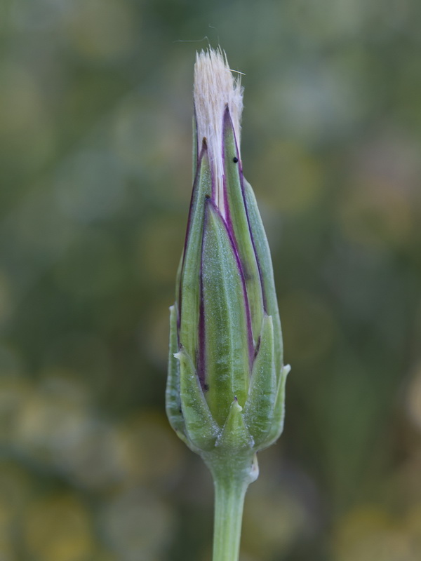 Podospermum lacinuatum.16