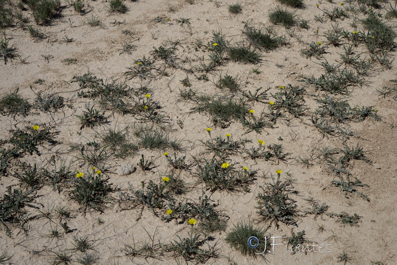 Podospermum laciniatum.20