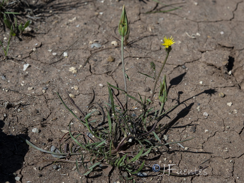 Podospermum lacinuatum.17