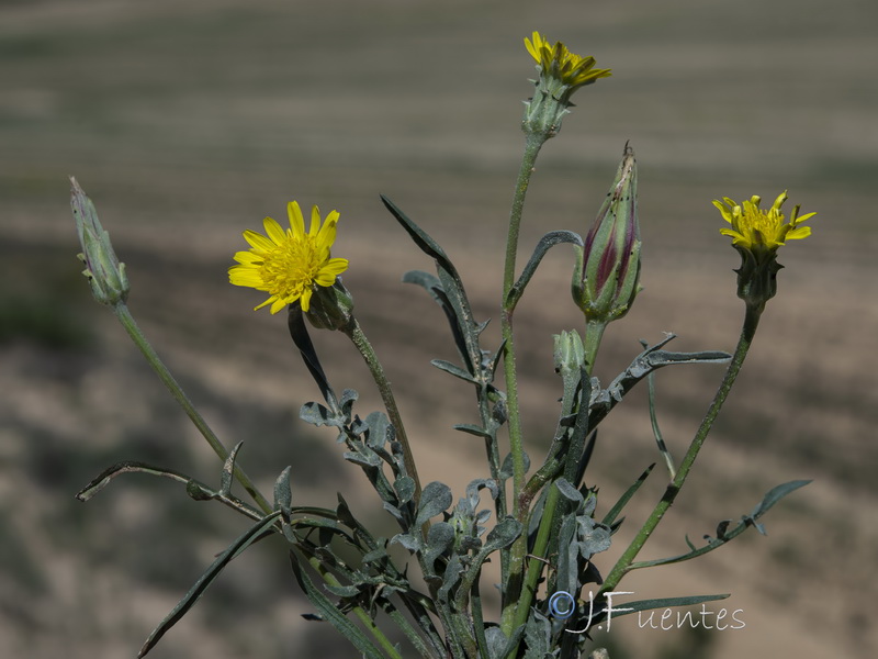 Podospermum laciniatum.02
