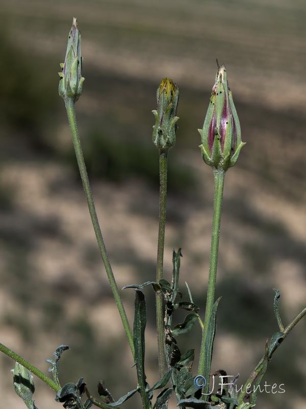Podospermum laciniatum 1.40