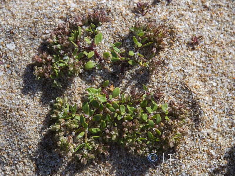 Polycarpon alsinifolium.01