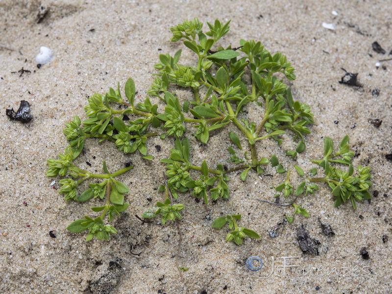 Polycarpon alsinifolium.02