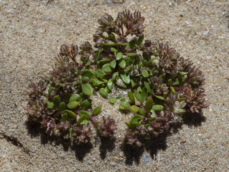 Polycarpon alsinifolium.05