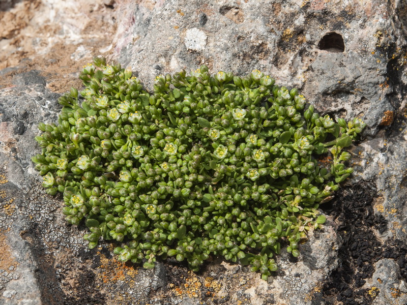 Polycarpon polycarpoides herniarioides.01