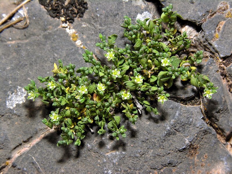 Polycarpon polycarpoides herniarioides.02