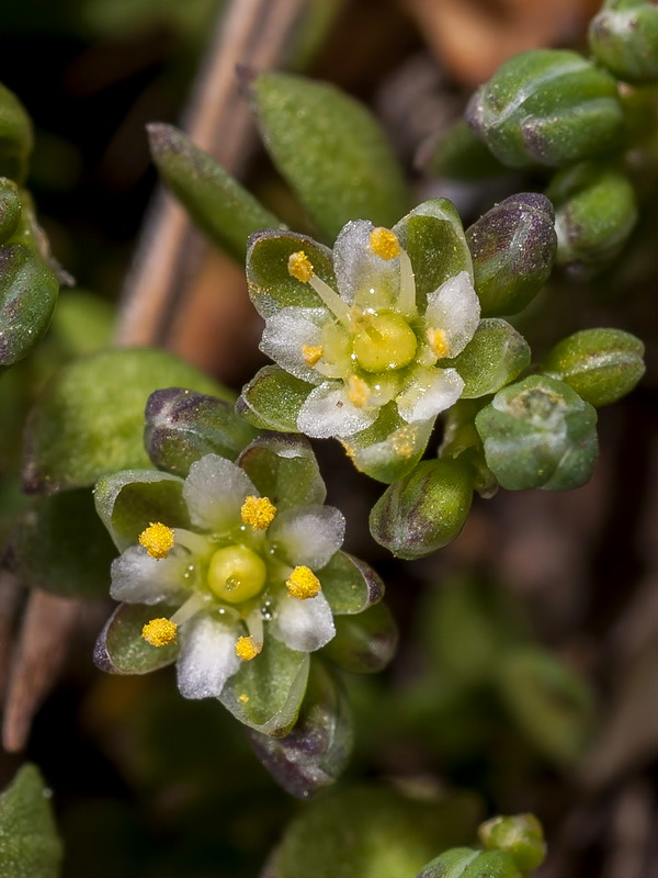 Polycarpon polycarpoides herniarioides.06