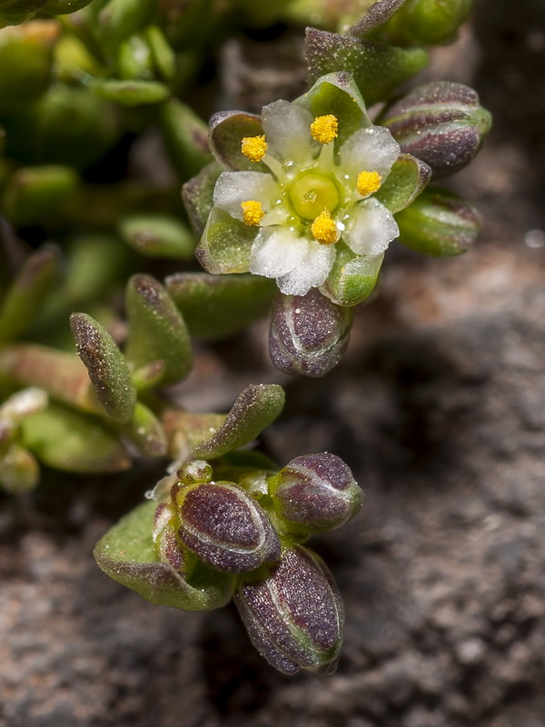 Polycarpon polycarpoides herniarioides.07