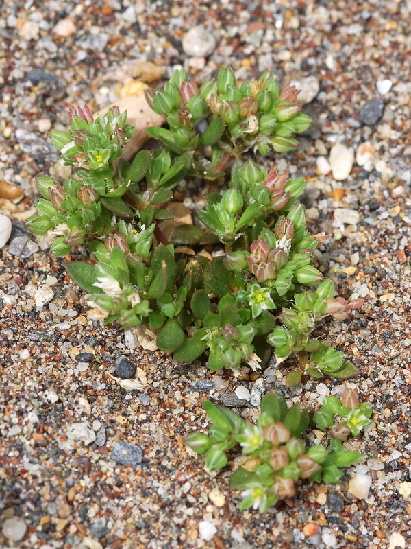 Polycarpon tetraphyllum.02