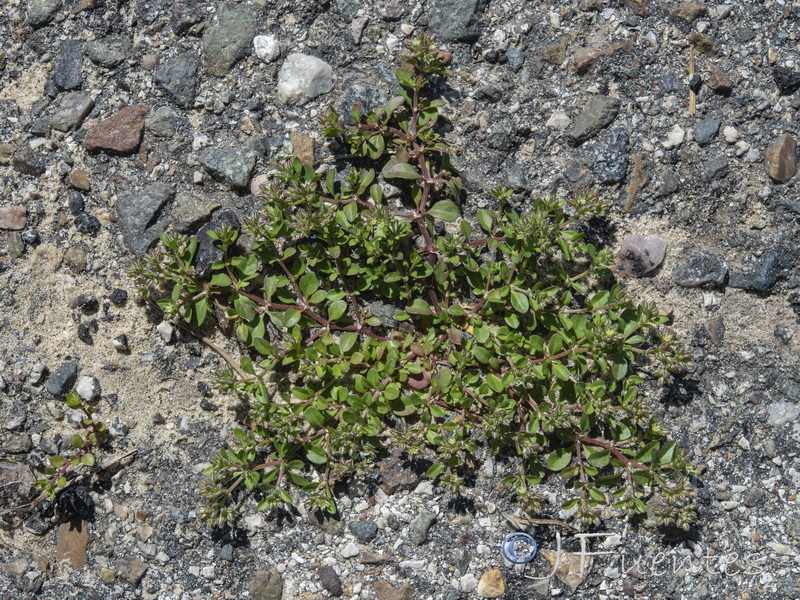 Polycarpon tetraphyllum diphyllum.01