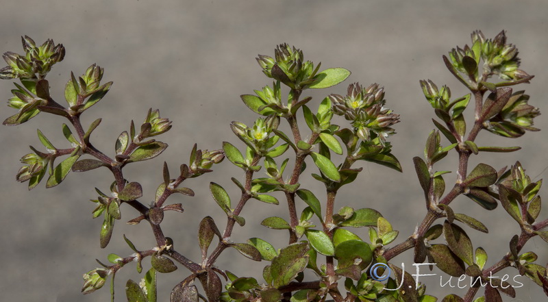 Polycarpon tetraphyllum diphyllum.02