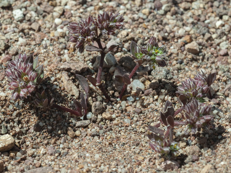 Polycarpon tetraphyllum diphyllum.04