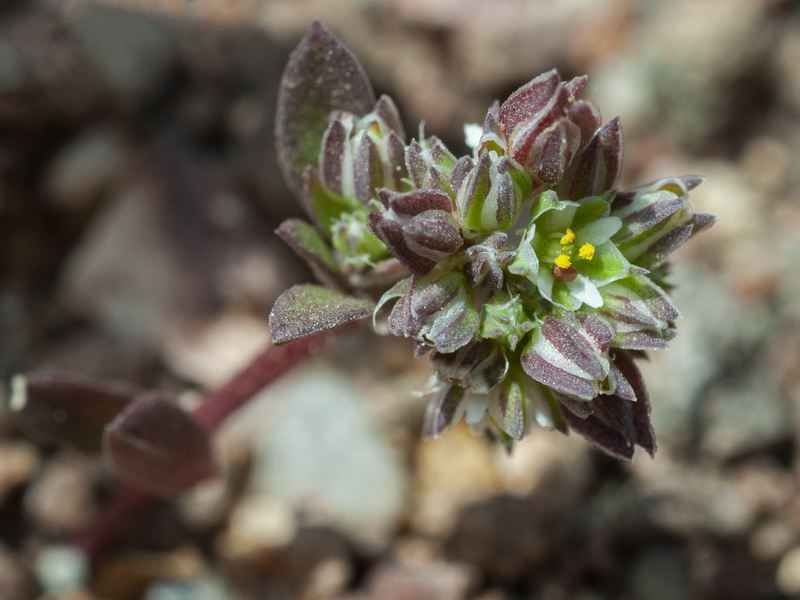 Polycarpon tetraphyllum diphyllum.05