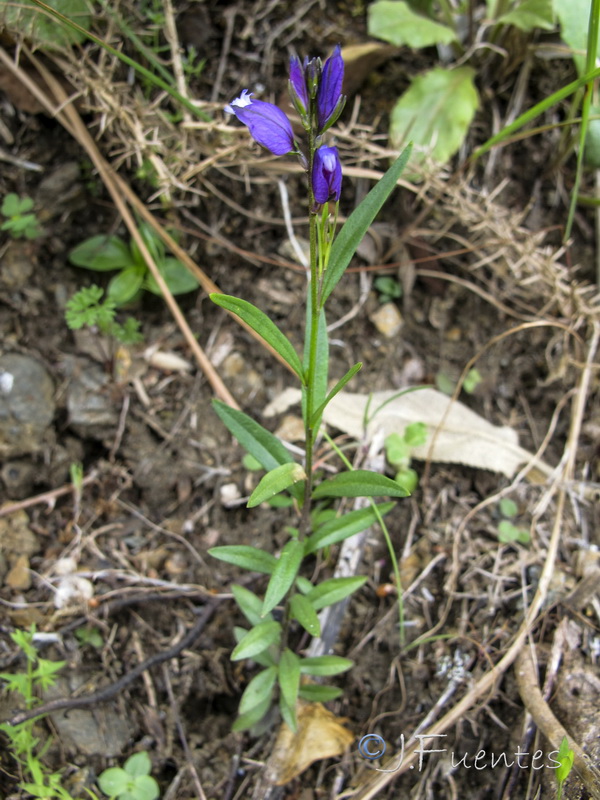 Polygala baetica.01