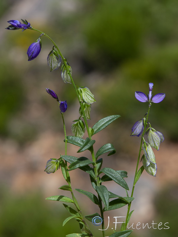 Polygala baetica.06
