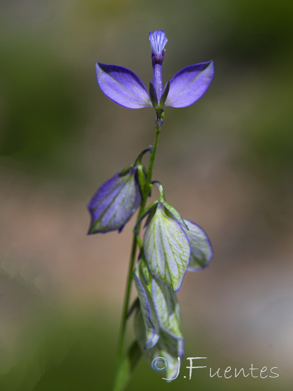 Polygala baetica.07
