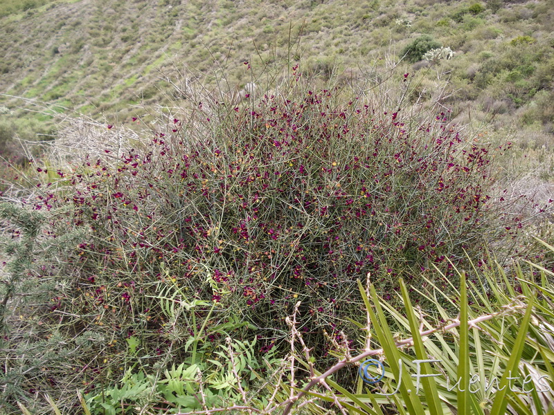 Polygala balansae.01