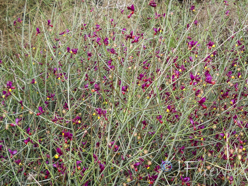 Polygala balansae.02