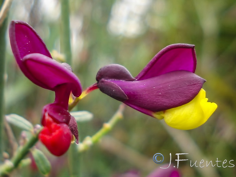 Polygala balansae.06