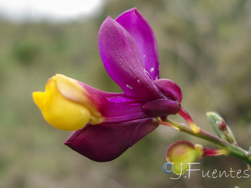 Polygala balansae.12