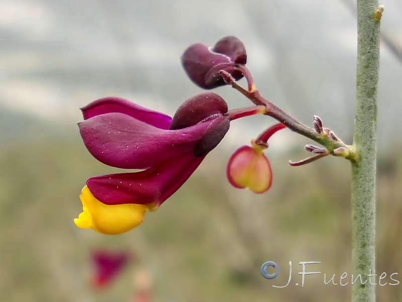 Polygala balansae.14