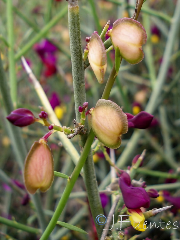 Polygala balansae.16