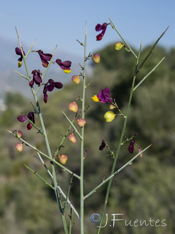 Polygala balansae.21