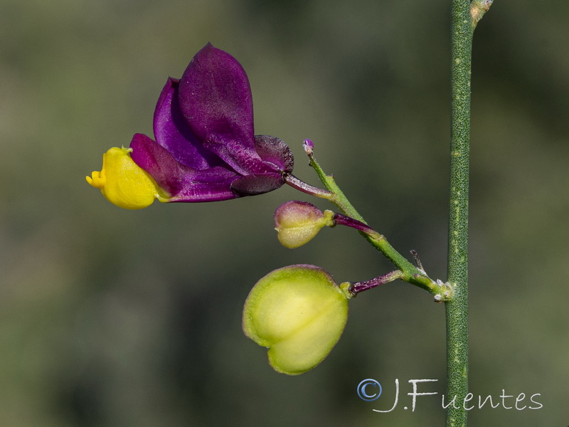 Polygala balansae.23