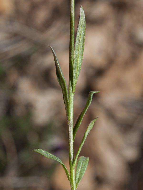 Polygala boissieri.03