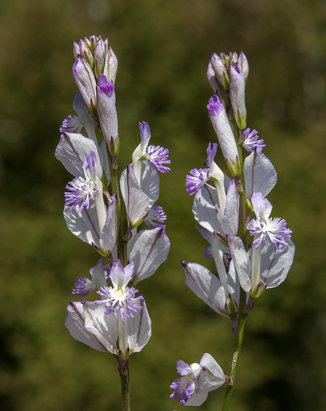 Polygala boissieri.05