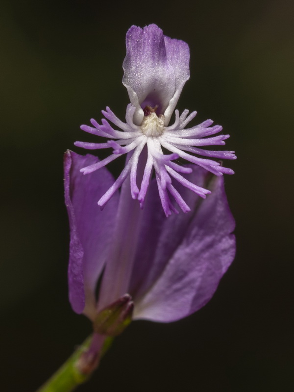 Polygala boissieri.09