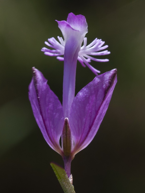 Polygala boissieri.10