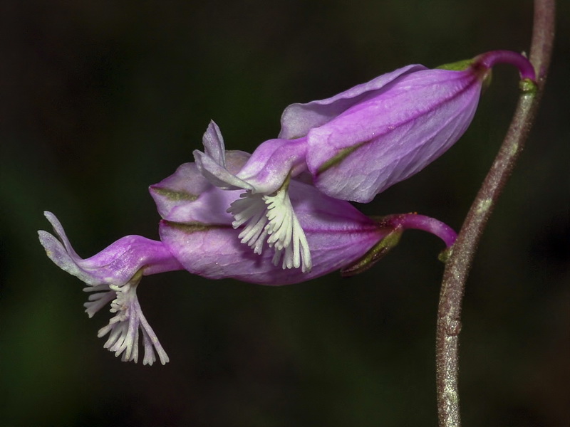 Polygala boissieri.12
