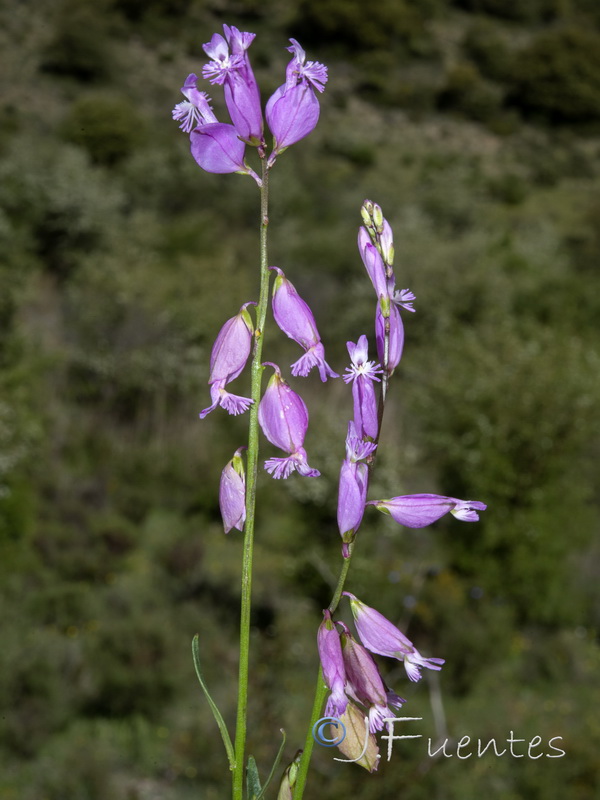 Polygala boissieri.13