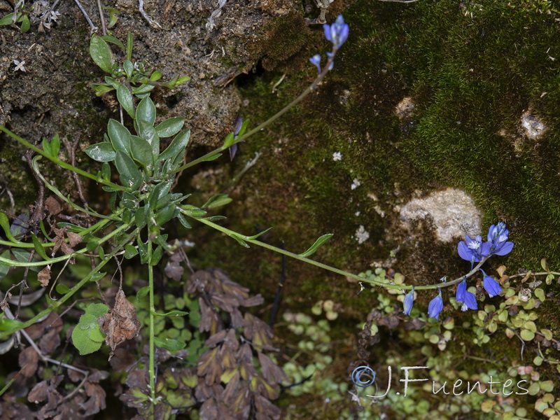 Polygala calcarea.02