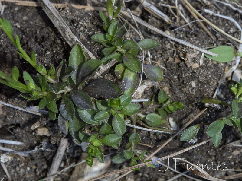 Polygala calcarea.07