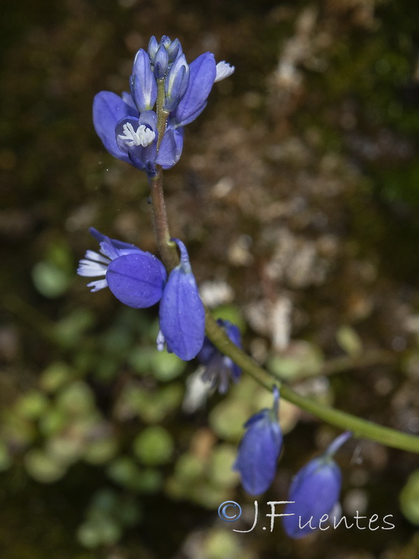 Polygala calcarea.10