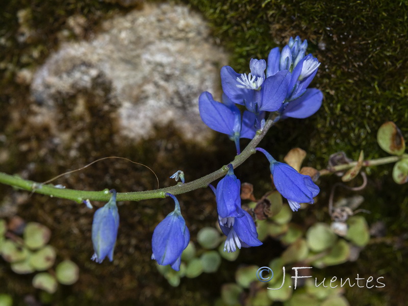 Polygala calcarea.11