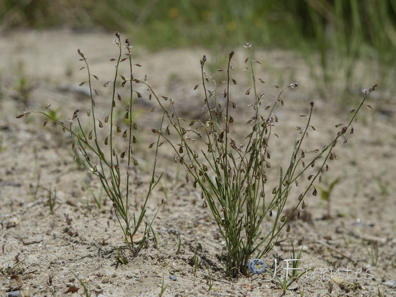 Polygala exilis.01