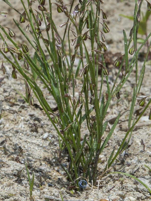 Polygala exilis.02