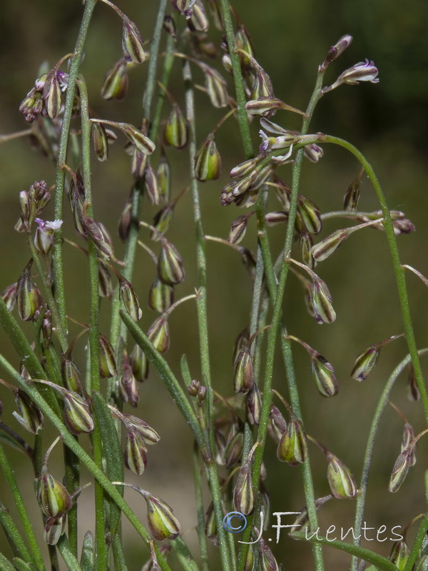 Polygala exilis.04