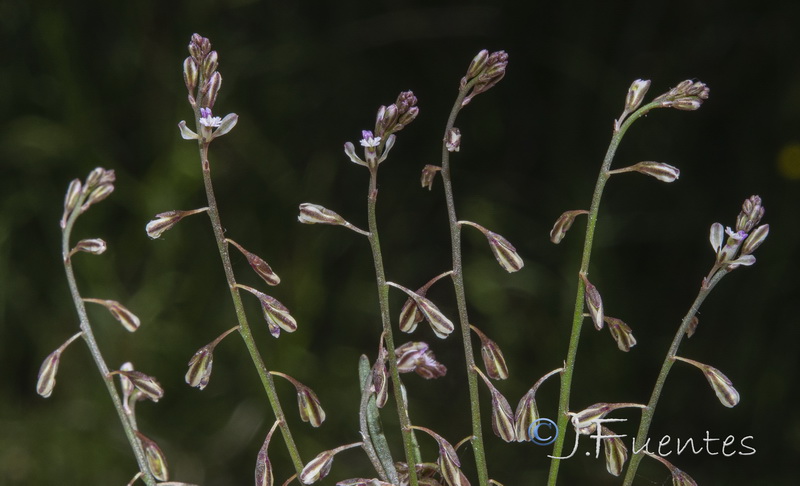 Polygala exilis.05