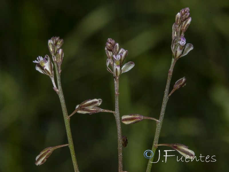 Polygala exilis.06