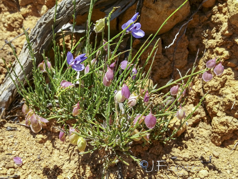 Polygala microphylla.03